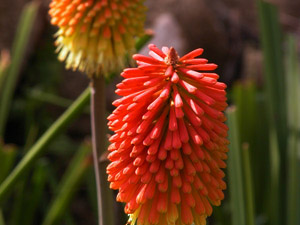 Vivers Càrex - Kniphofia uvaria 